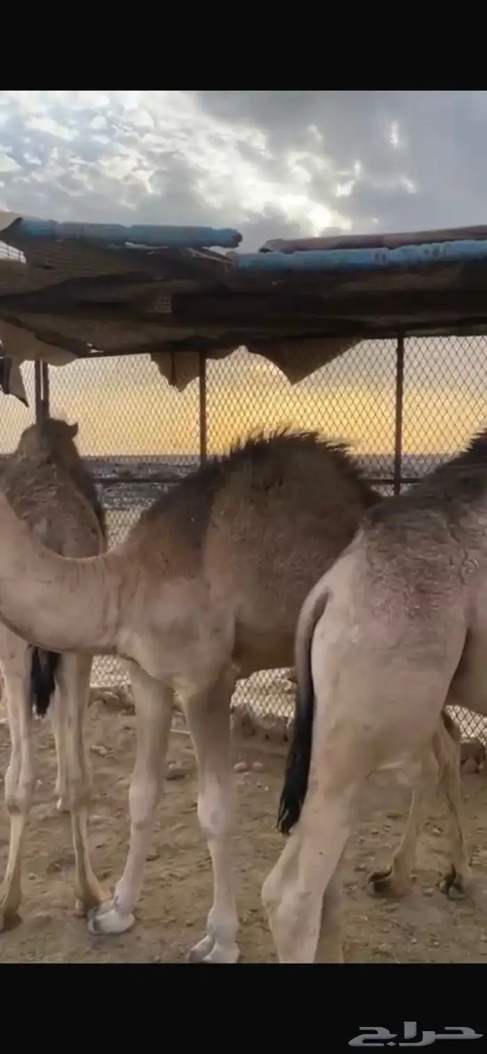 قعدان للبيع 0