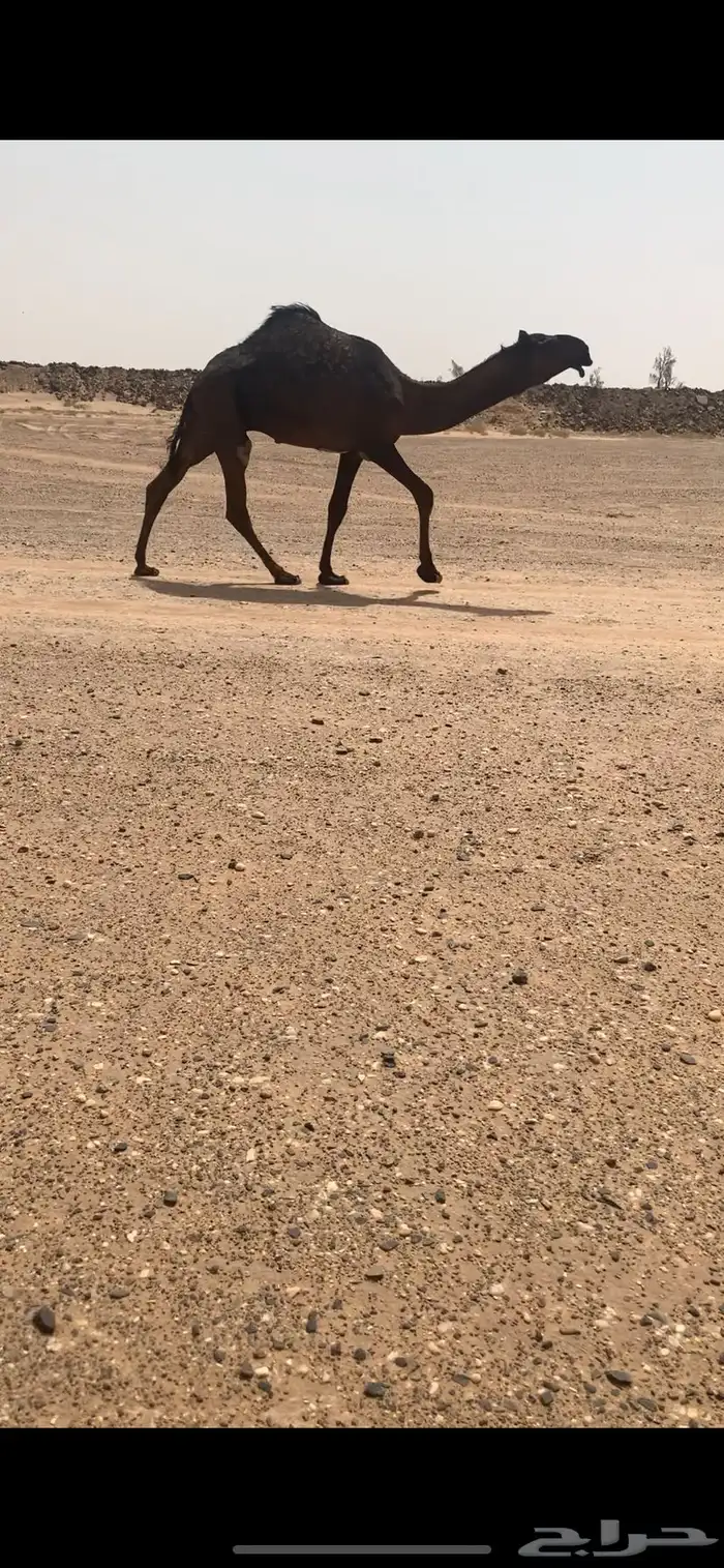 قعود مجهم ولد مسكت القرموط 0