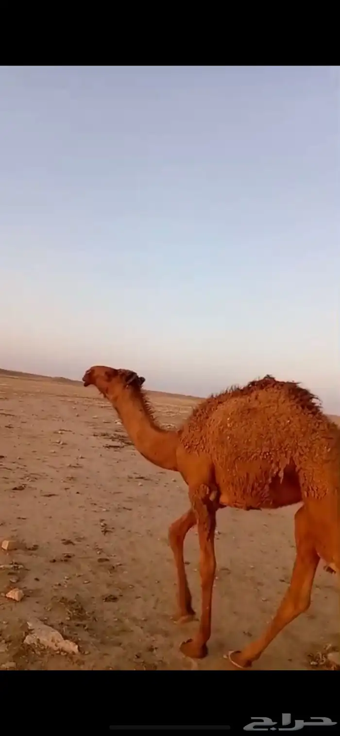 بكره مفروده ابوه فحل ابن رخيص 0