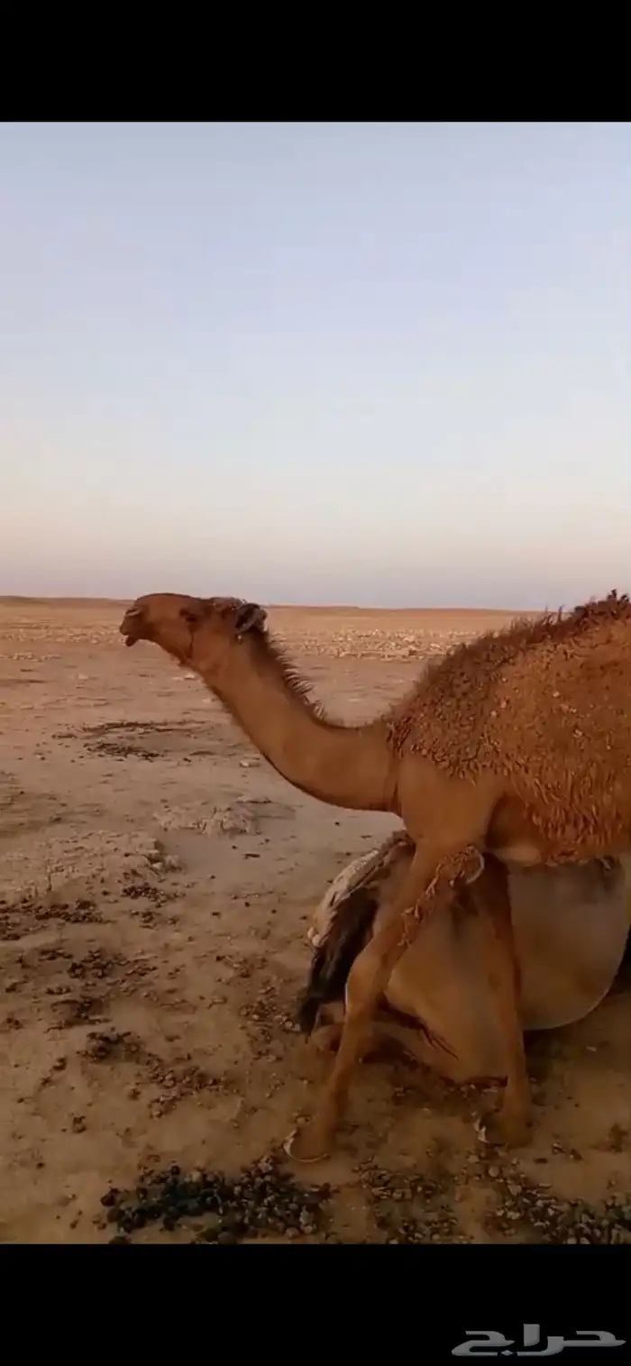 بكره مفروده ابوه فحل ابن رخيص 1