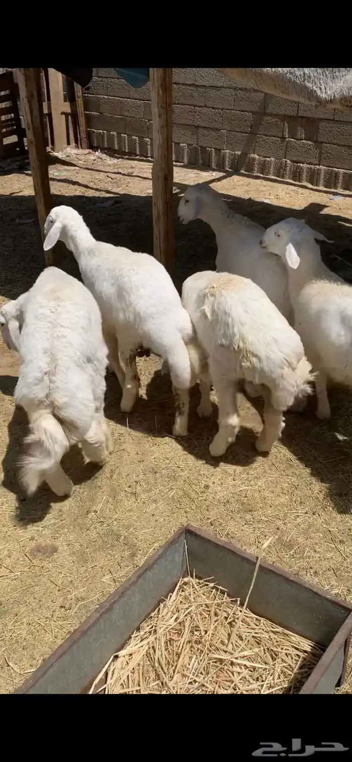 طليان ذبايح حرية جبرة 1