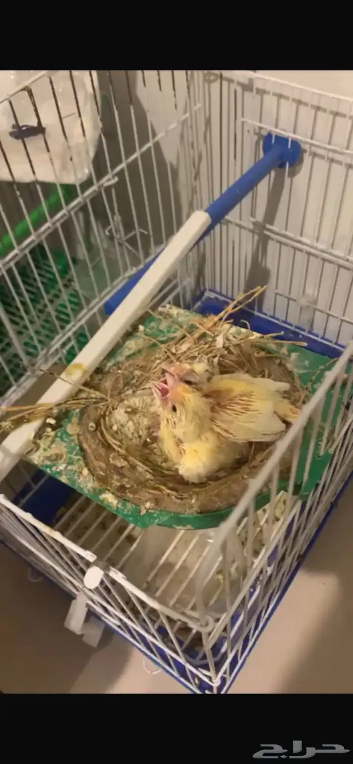 فروخ كناري غر تم البيع 1