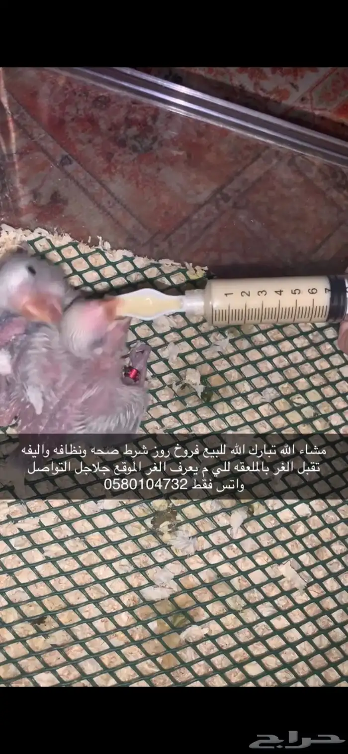 فروخ روز 1