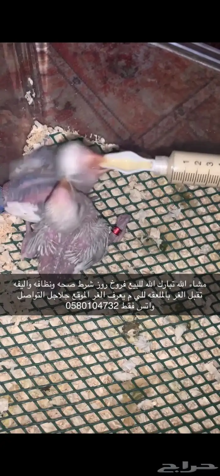 فروخ روز 0