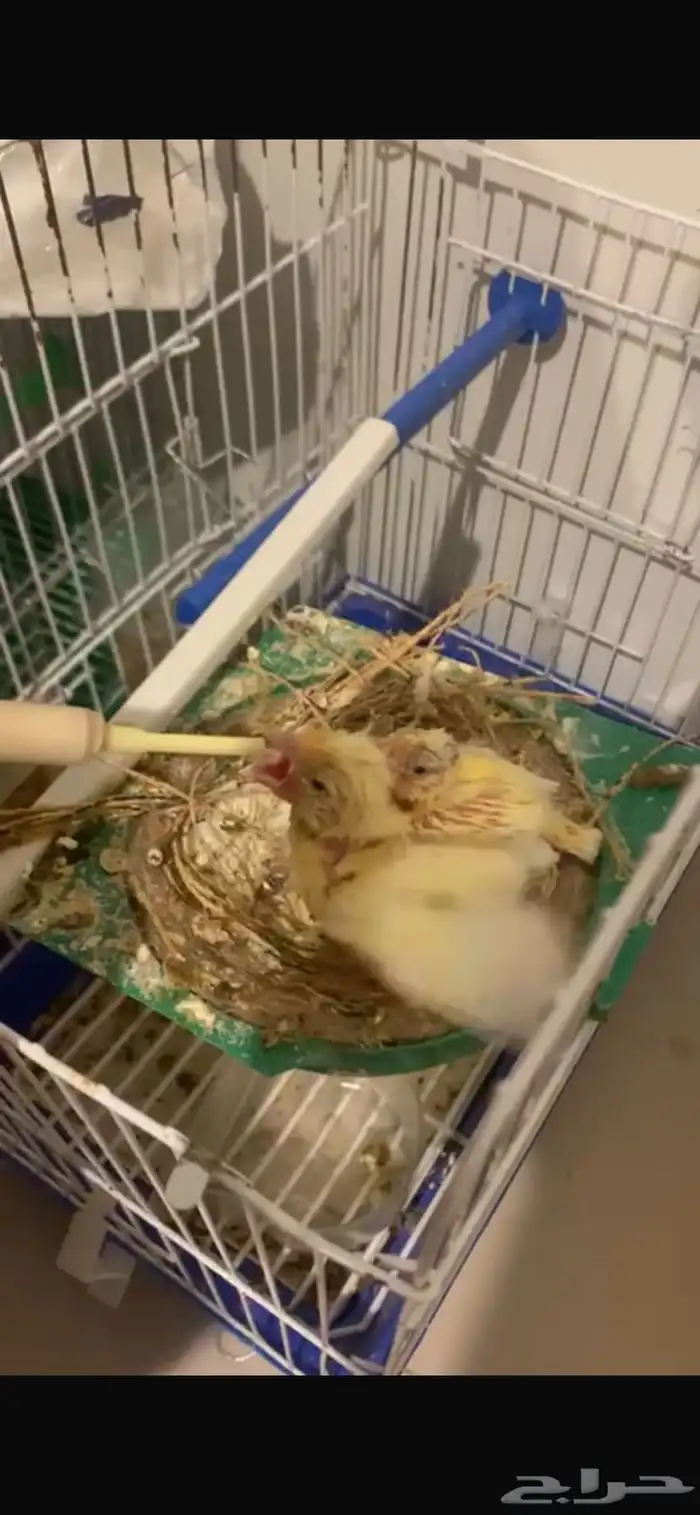 فروخ كناري غر تم البيع 3