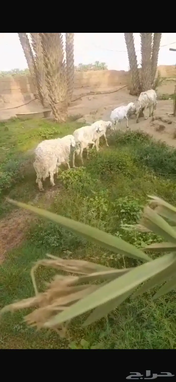 5 شياه حريه للبيع 2