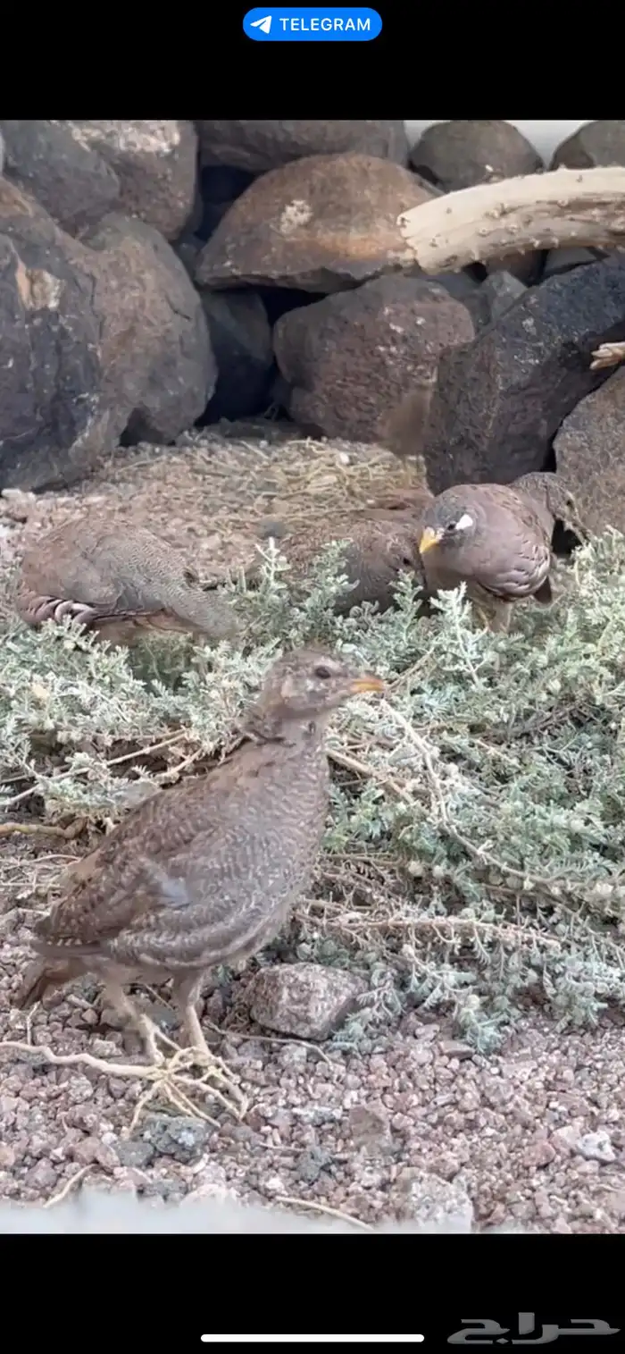 درج طيور قهاباء 3