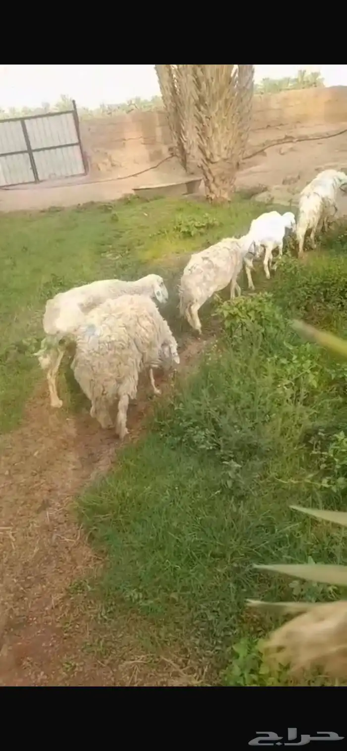 5 شياه حريه للبيع 3