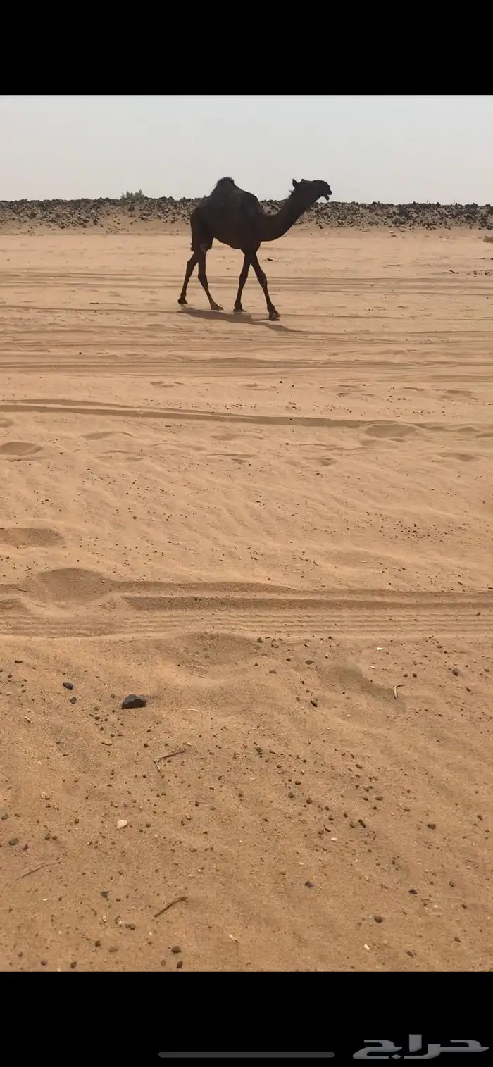 قعود مجهم ولد مسكت القرموط 1
