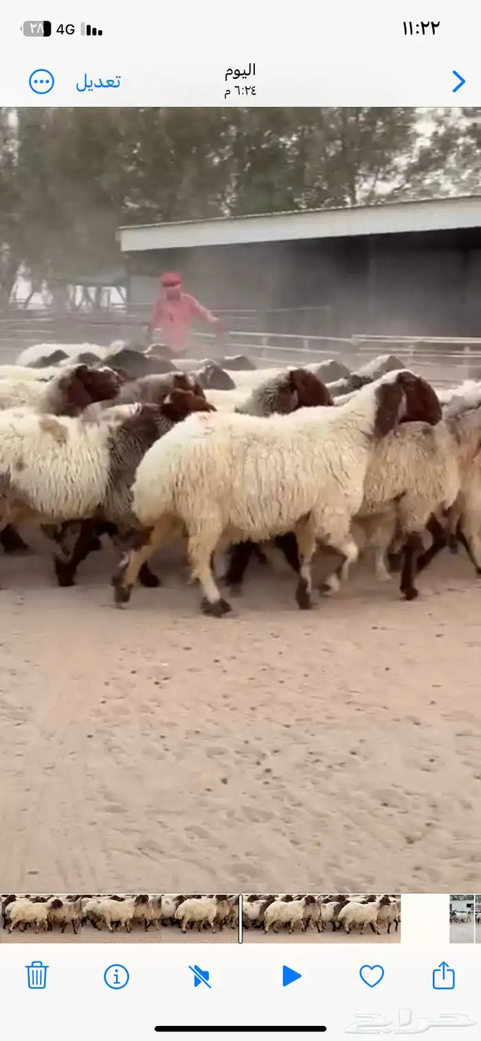 غنم نعيم صنف للبيع 15