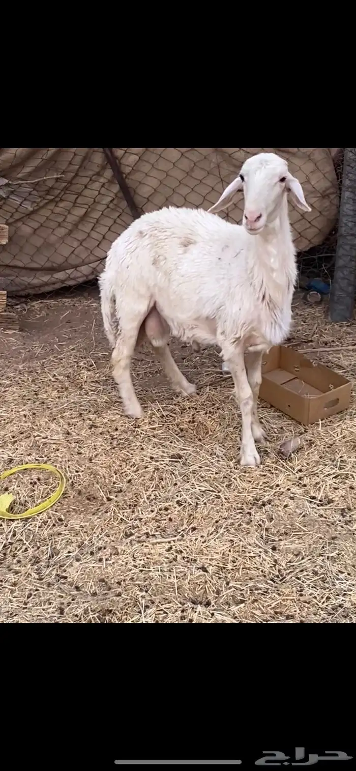 فحل غنام حري 2