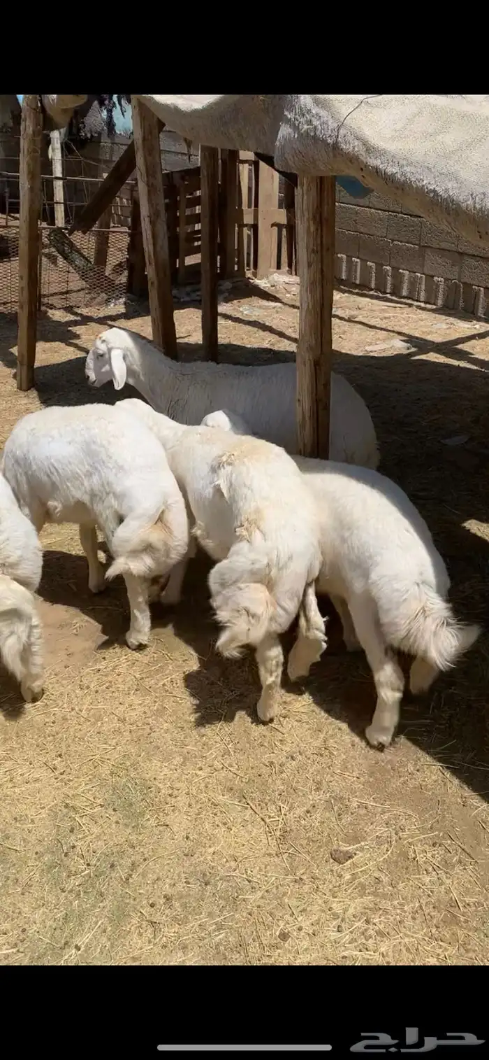 طليان ذبايح حرية جبرة 2