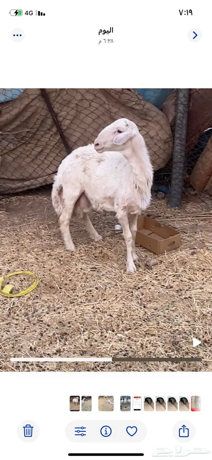 فحل غنام حري 1