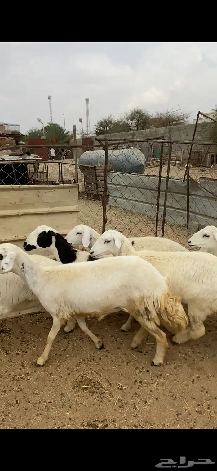 تم البيع 0