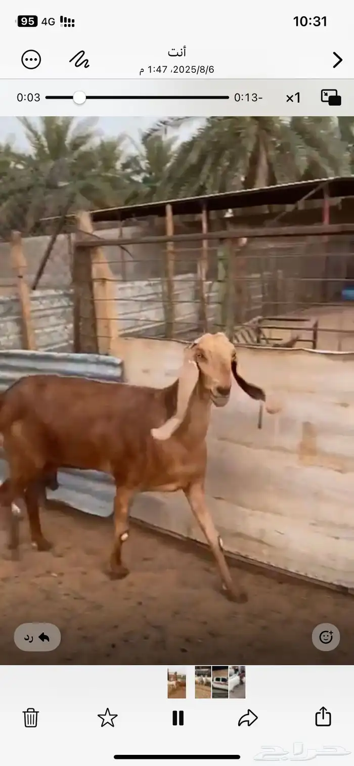 ماعز طيبه للبيع 0