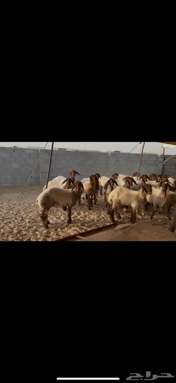جذعات نعيم مقاني 3