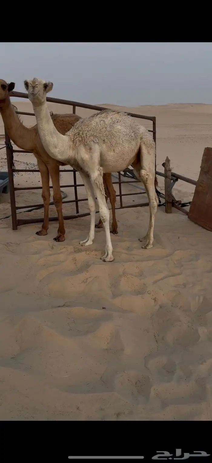 قعدان تربية طيبة 2