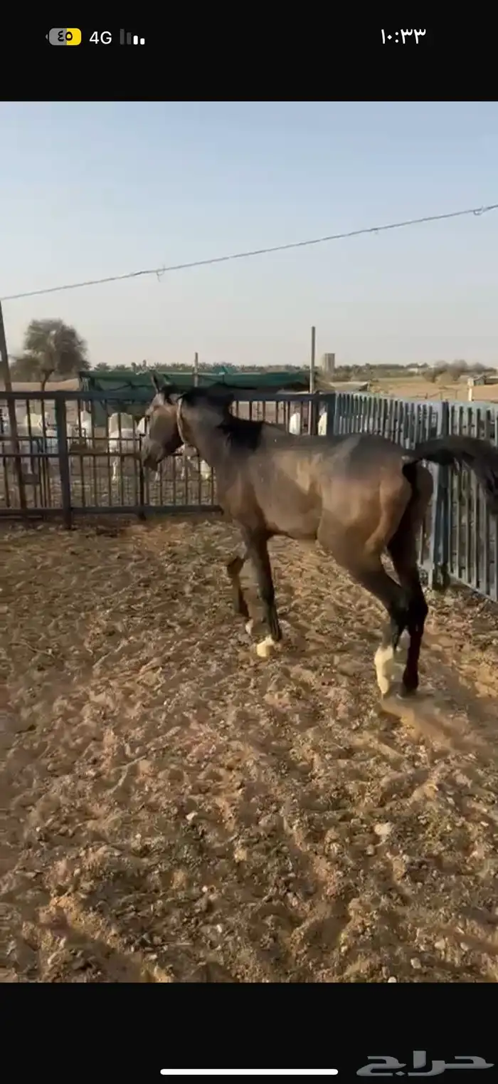 حصان مهر للبيع 2