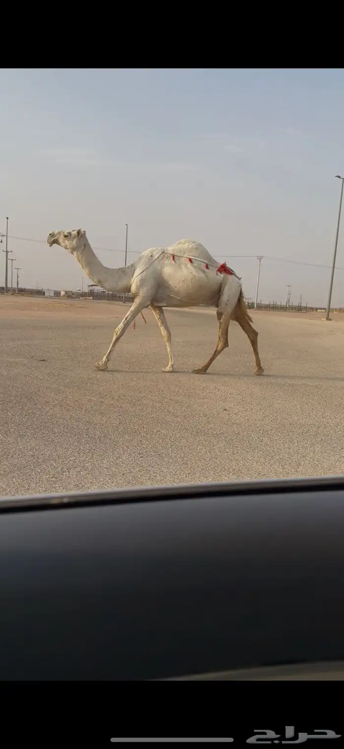 للبيع خفوت كفووو 3