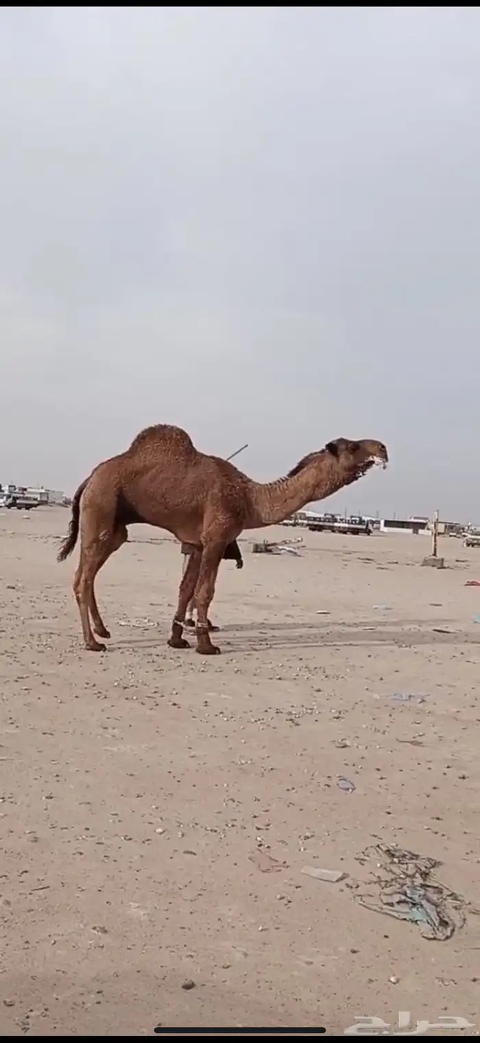 للبيع فحل كفوو 1