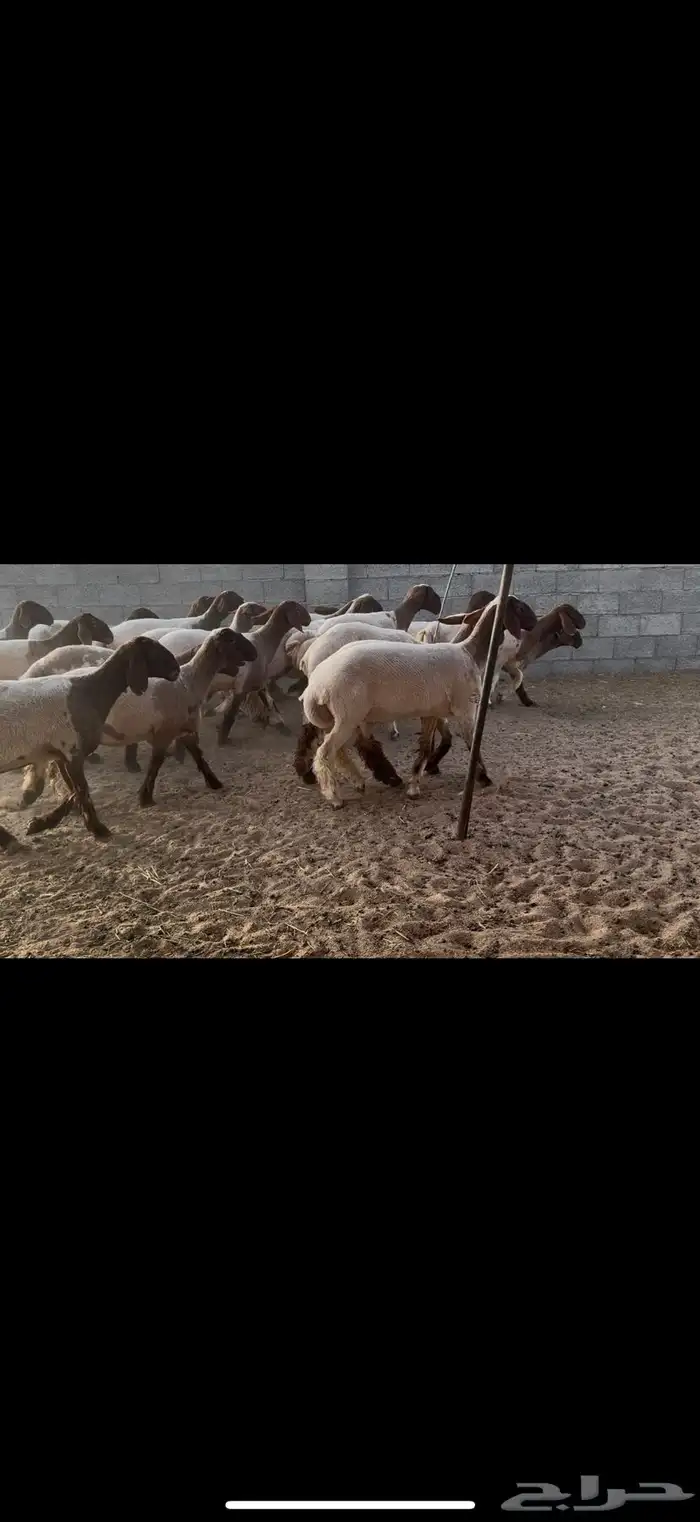 جذعات نعيم مقاني 0