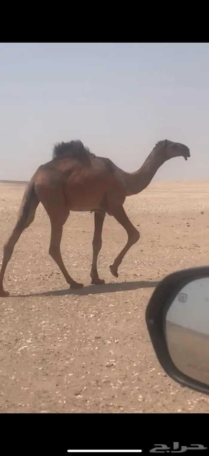 مشروع فحل اصفر مفرود 0