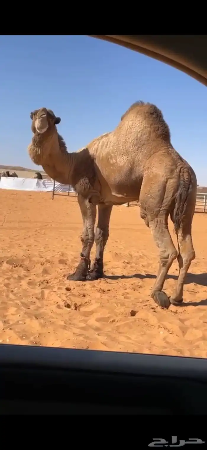 مشروع فحل اصفر مفرود 2