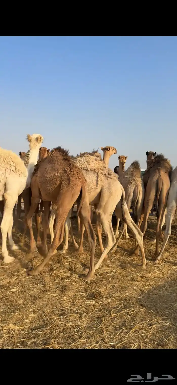 حشو مفاريد فل الفل 5
