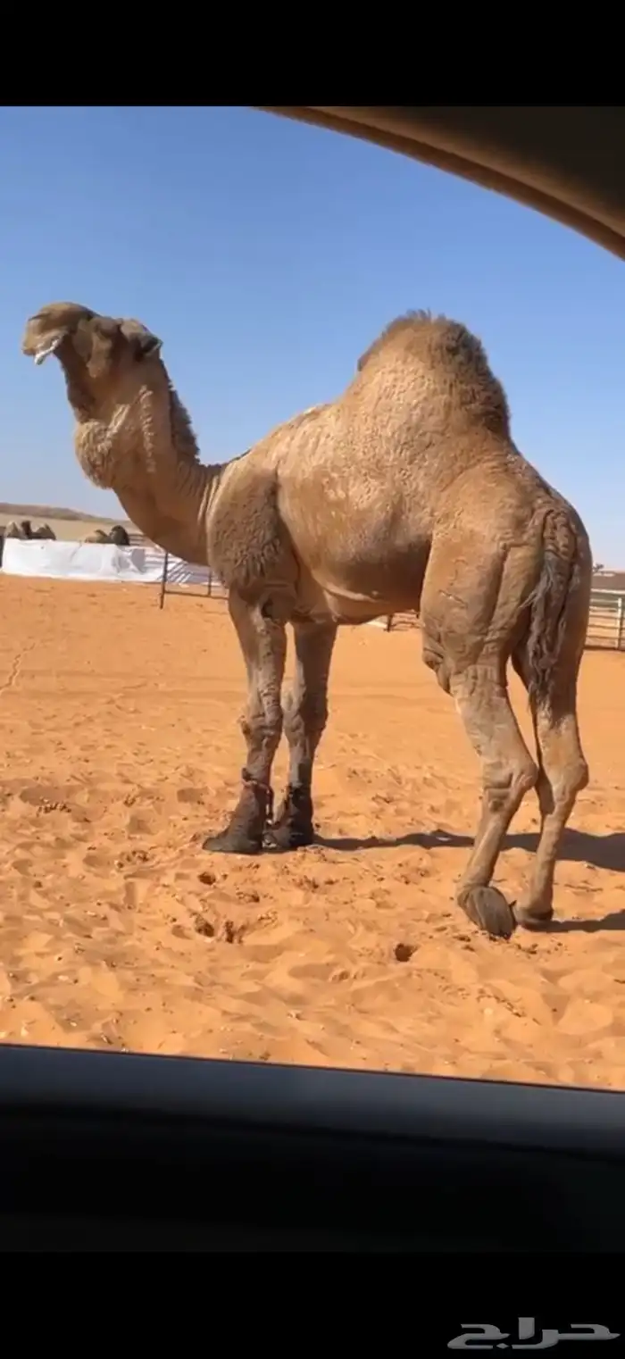 مشروع فحل اصفر مفرود 1