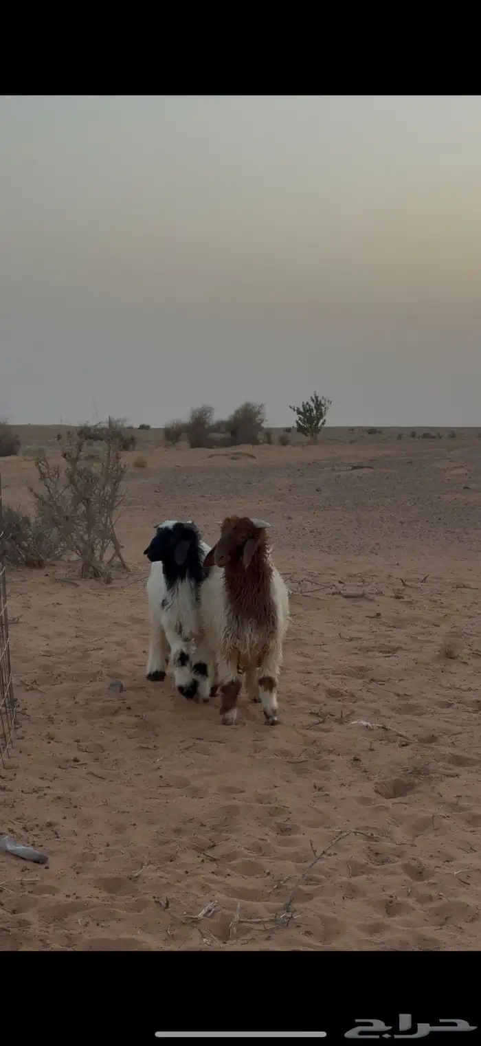 بهم نعيم هرافاا طيبات 1