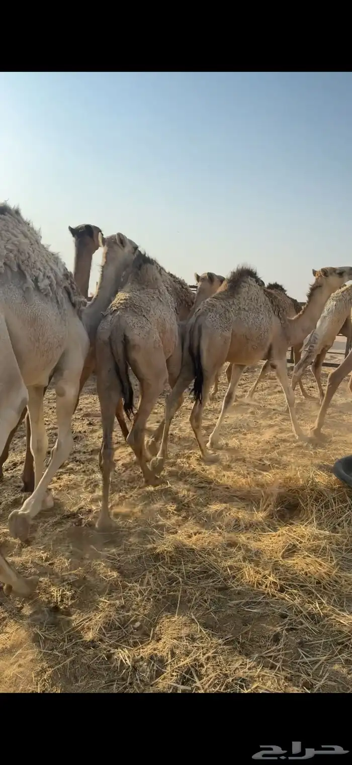 حشو مفاريد فل الفل 9