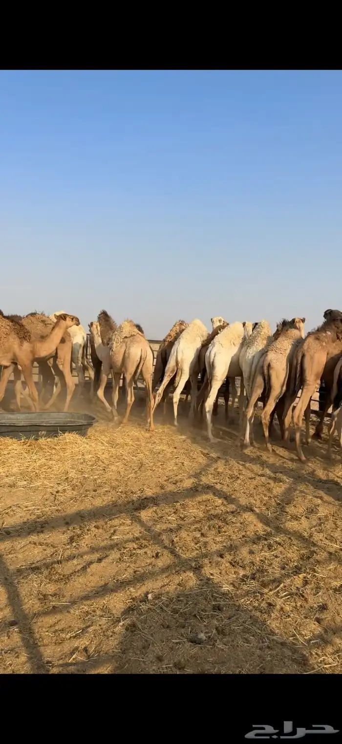 حشو مفاريد فل الفل 0