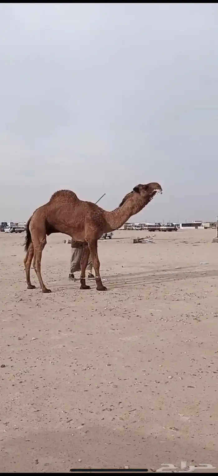 للبيع فحل كفوو 0