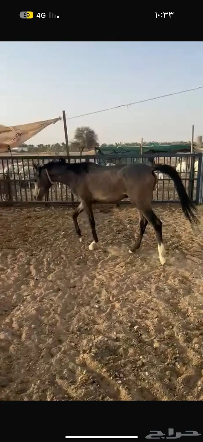 حصان مهر للبيع 1