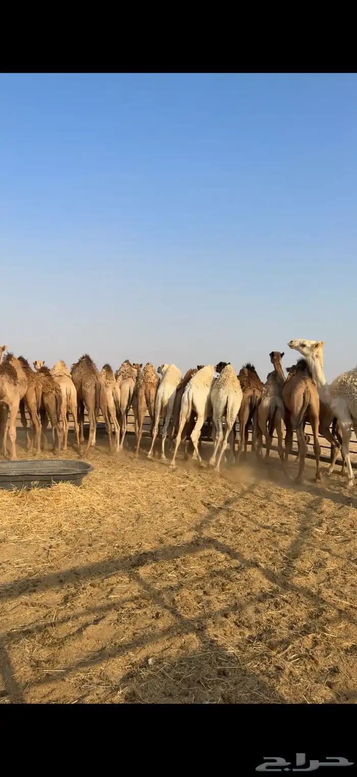 حشو مفاريد فل الفل 1