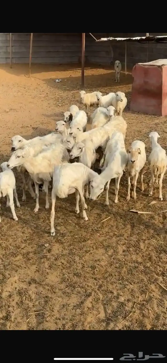 7 ضان مناتيج شهرين 1
