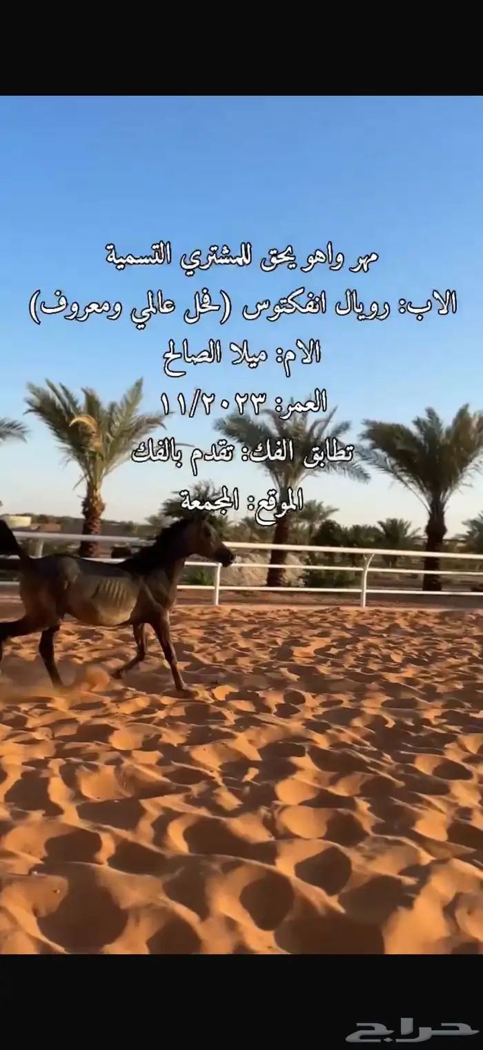 مهر واهو يحق للمشتري التسمية 1