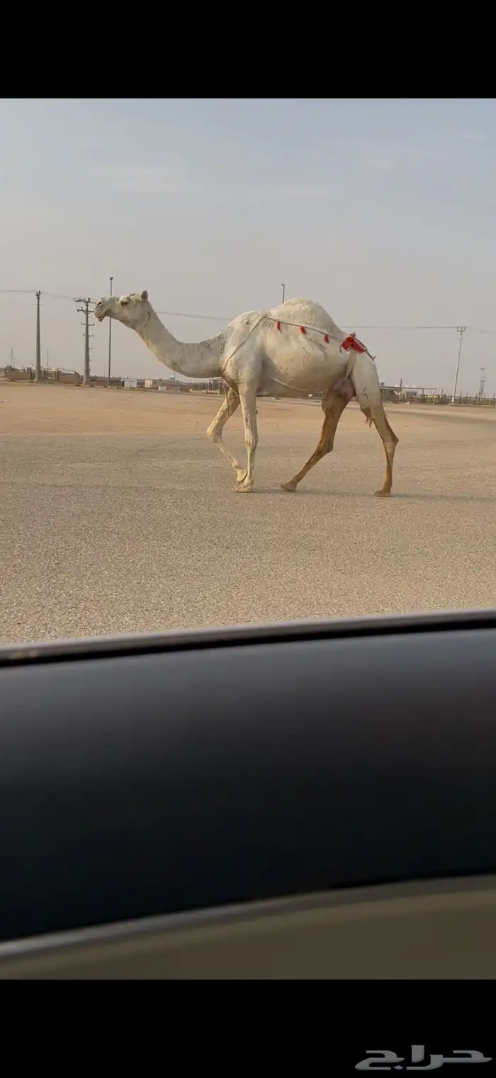 للبيع خفوت كفووو 1