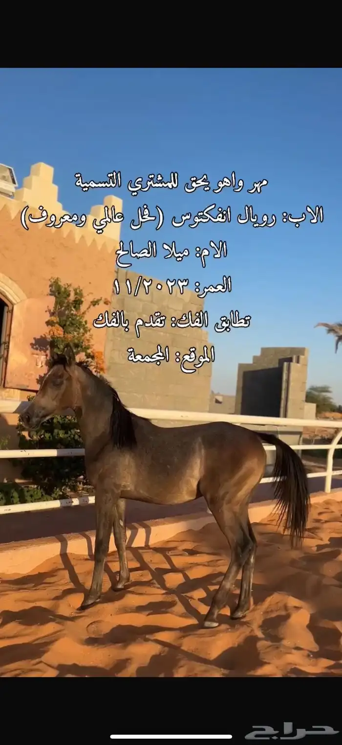 مهر واهو يحق للمشتري التسمية 2