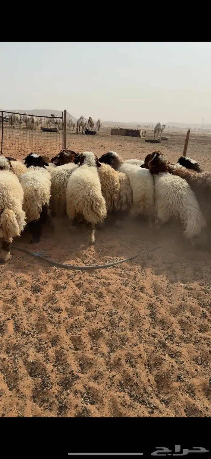 طليان ذبايح نعيم 1