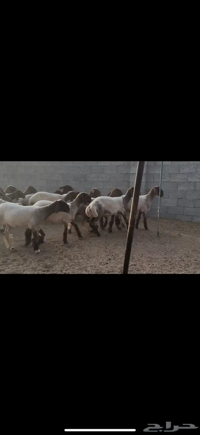 جذعات نعيم مقاني 4