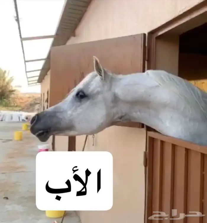 مهرة عمرها سنتين ونص حفيدة رف جستس 0