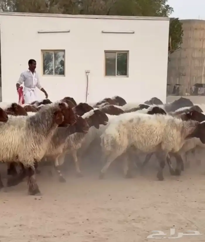 غنم نعيم صنف للبيع 1