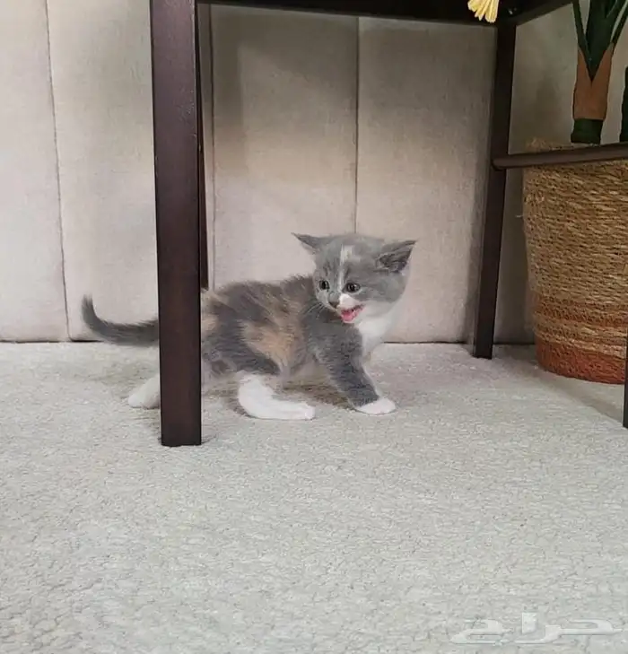 قطط سكوتش باي كلر 6