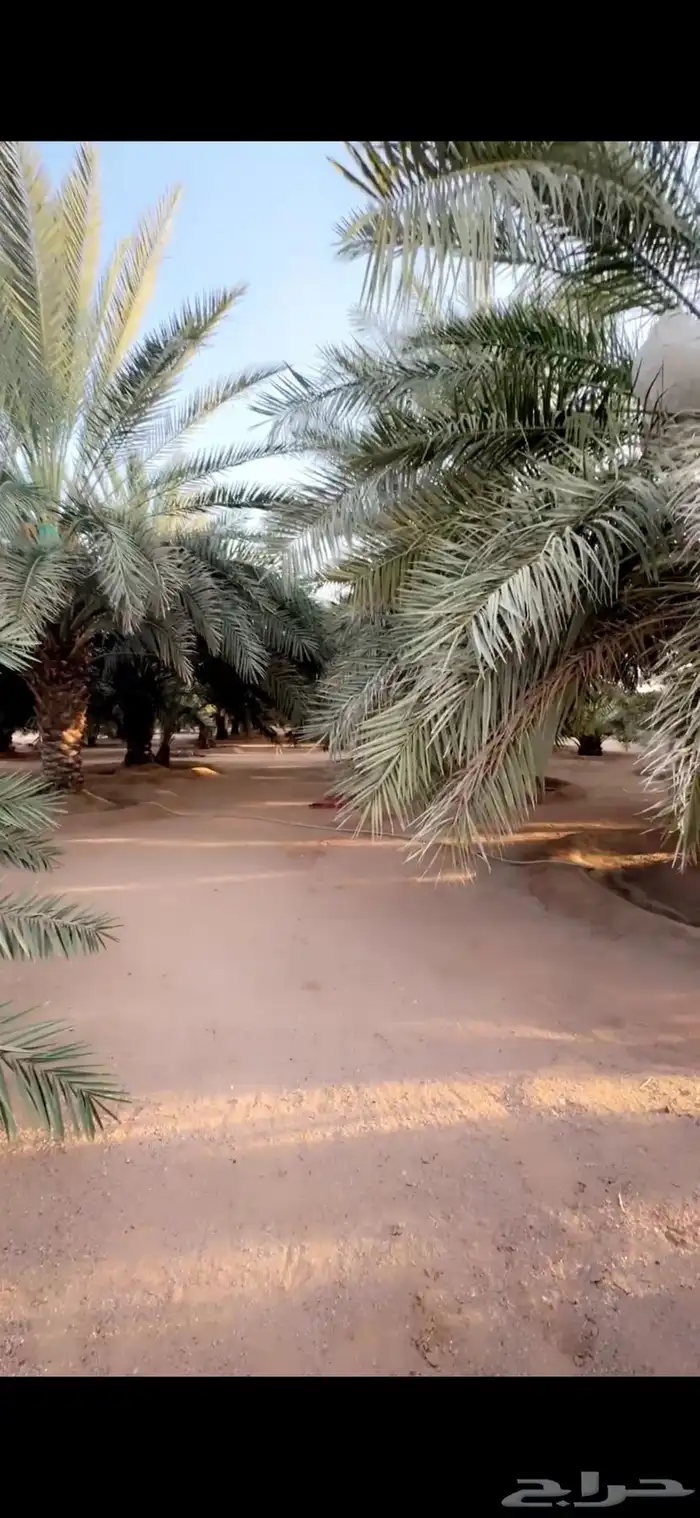 للبيع استراحه بالهرير بصك زراعي مستقل 12