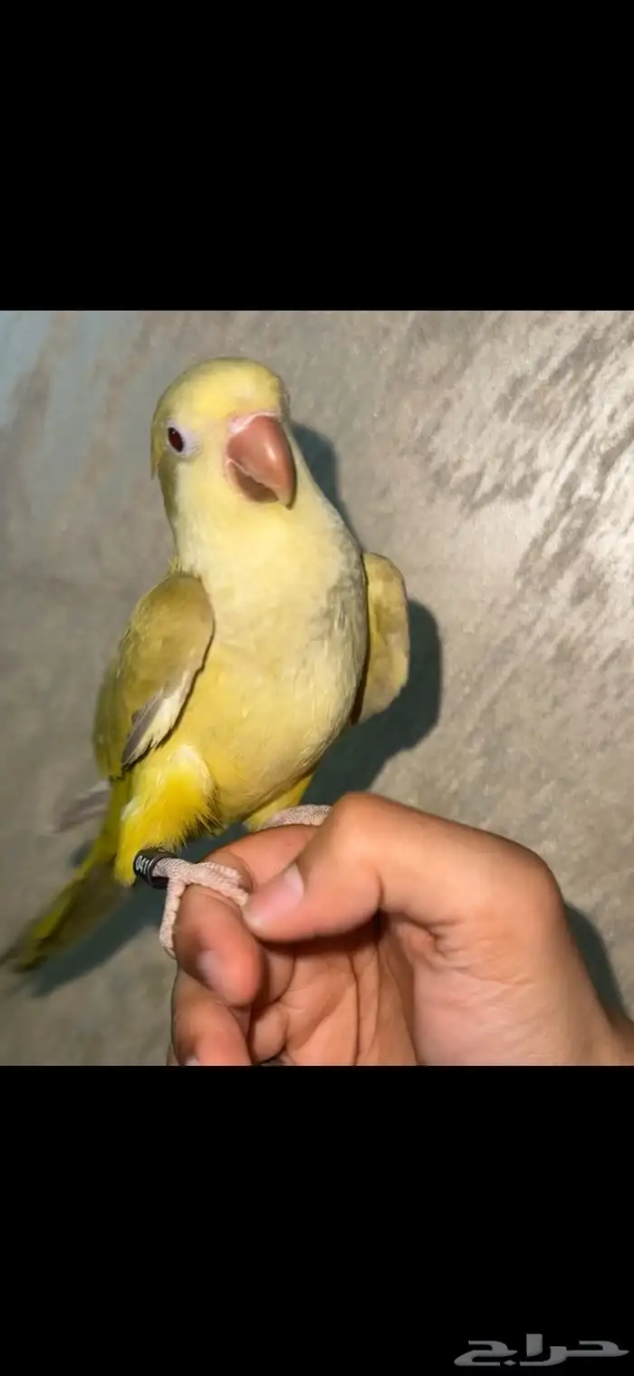 فرخ كويكر زيتوني 0