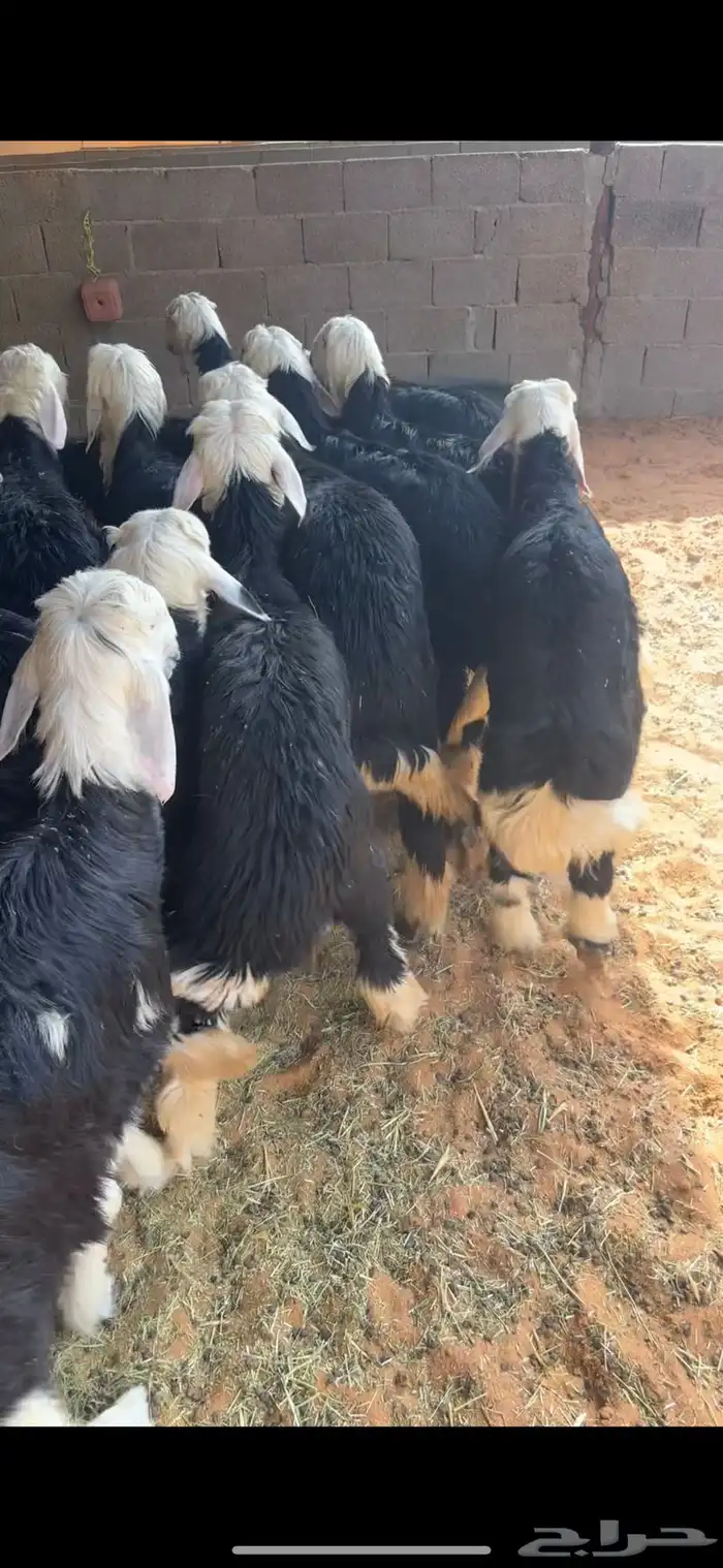 طليان ذبايح 0