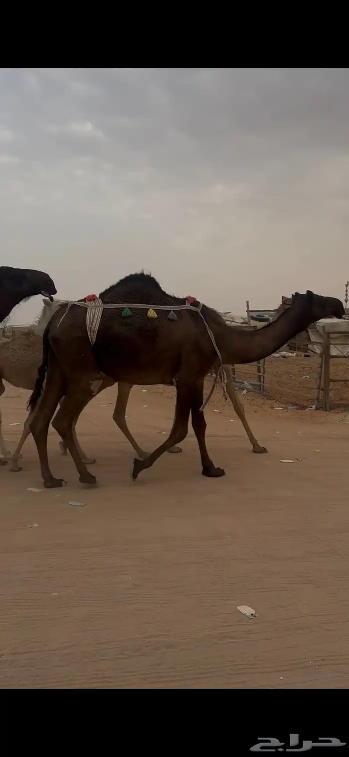 ضريبه ملحاء كفو وعلى جميع الشروط 1