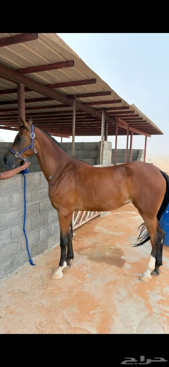مهره للبيع 0