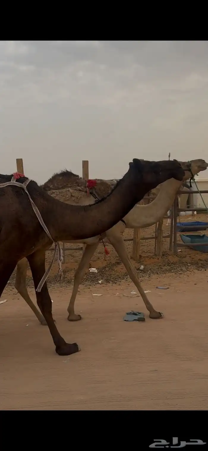 ضريبه ملحاء كفو وعلى جميع الشروط 2